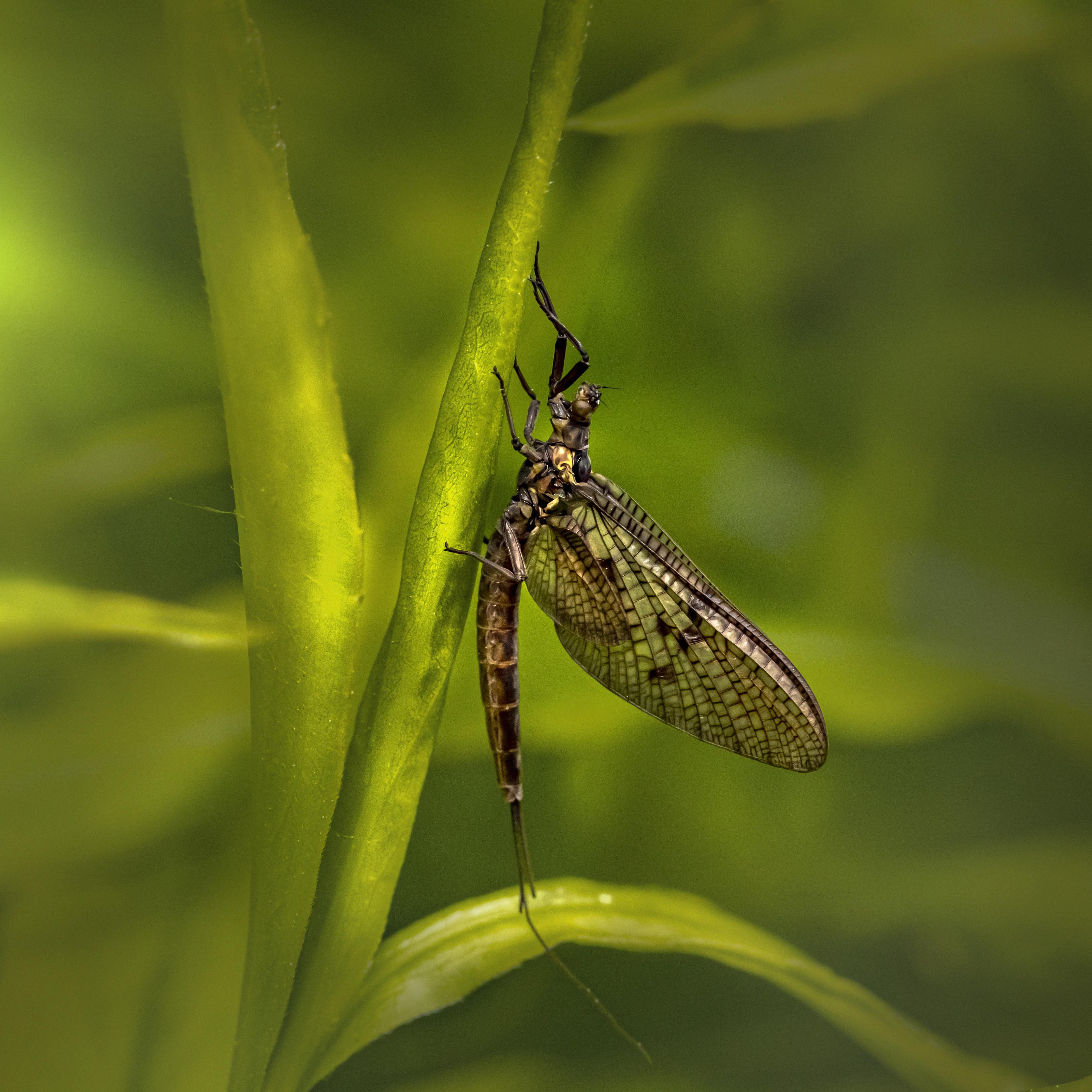 Mayfly